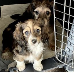 Dachshund Puppies from STORIED DOXIES