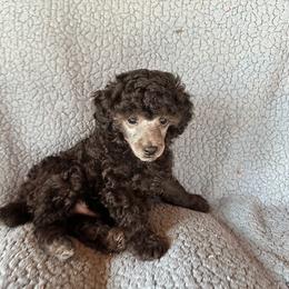 Phoebe (pink) - Silver female Poodle puppy in Cabool, Missouri from Rafter B Farms