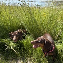 Dachshund puppies from Alexandra's Mini Doxies