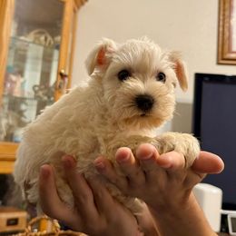 Princess - Wheaten female Miniature Schnauzer puppy in Graham, Washington from Kristy's French Bulldogs & Mini Schnauzers