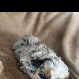 Aussiedoodle Puppies from Southern Charm Farms