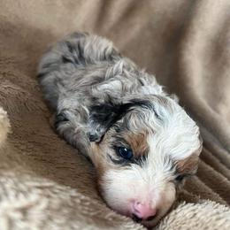 Aussiedoodle Puppies from Southern Charm Farms