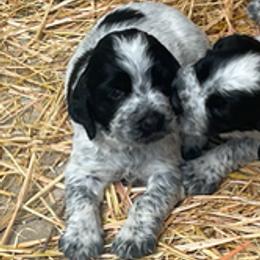 English Springer Spaniel Puppies from Cherri Furness