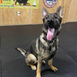 Bucky - German Shepherd