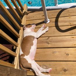 American Staffordshire Terrier Puppies from America's Best