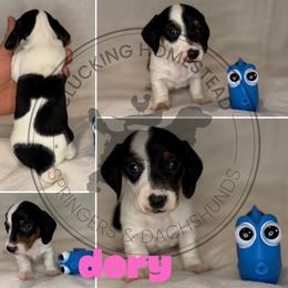 Dory - Piebald female Dachshund puppy in Fond Du Lac, Wisconsin from Clucking Homestead Springers & Dachshunds