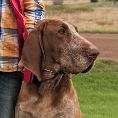 Nyssa - Bracco Italiano
