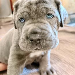 Pink - Blue female Neapolitan Mastiff puppy in Ramona, California from San Diego Mastiff