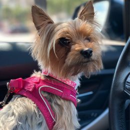 Ava - Yorkshire Terrier