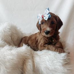 Phoebe - Red  female Goldendoodle puppy in Bellevue, Iowa from River Town Doodles