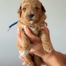 Blue - Cream male Goldendoodle puppy in New Britain, Connecticut from Goldendoodles Stars LLC