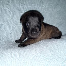 Blue Collar - Mahogany male Belgian Malinois puppy in Trenton, Georgia from Laeknir K9
