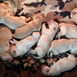 Golden Retriever Puppies from Superior Gold Golden Retrievers