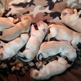 Golden Retriever Puppies from Superior Gold Golden Retrievers