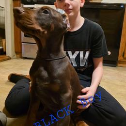 Black - Red and rust male Doberman Pinscher puppy in Knox, Indiana from Double River Dobermans