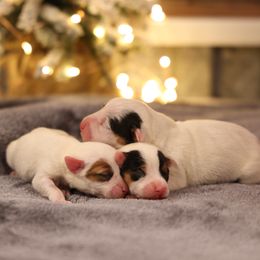 3 boys - White female Jack Russell Terrier puppy in West Bend, Iowa from Blue Skies Terriers