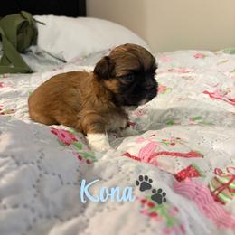 Kona - Sable male Shih Tzu puppy in Pearland, Texas from Pup Paw-lace