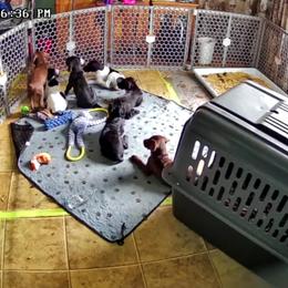 German Shorthaired Pointer Puppies from H LAVA C Pointers