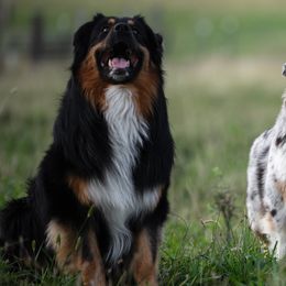 Australian Shepherds from Eventide Australian Shepherds