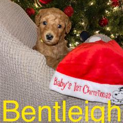 Bentleigh - Labradoodle puppy in Warfordsburg, Pennsylvania from Black Oak Forrest Doodles