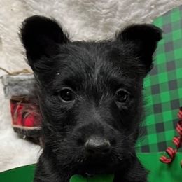 Scottish Terrier Puppies from Mel Armstrong's Scottish Terriers