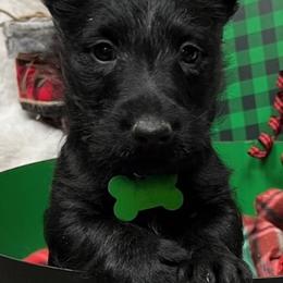 Scottish Terrier Puppies from Mel Armstrong's Scottish Terriers