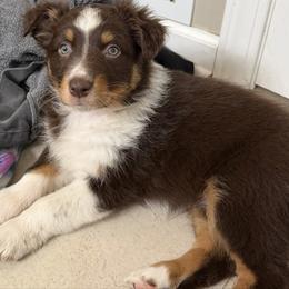 Eve - Red tri-color female Australian Shepherd puppy in Niles, Michigan from Tara's Australian Shepherds