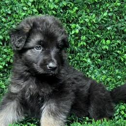 Shiloh Shepherd Puppies from Orchard Hills Shilohs