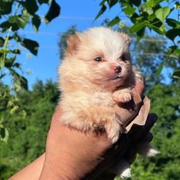 Freddy - Cream parti male Pomeranian puppy in Kansas City, Missouri from S&K Pomeranians