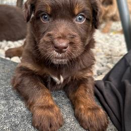 Boy 4 - Brown and white male Aussiedoodle puppy in Hillsboro, Illinois from Perfect Paws Puppies