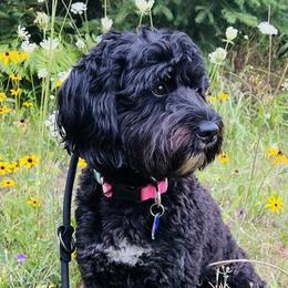 Cricket - Bernedoodle