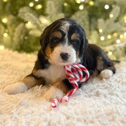 Clara (female) - Tri-color female Bernedoodle puppy in Bellville, Ohio from Bernedoodle Buddies