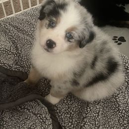 Australian Shepherd Puppies from Bedtime Story Australian Shepherds