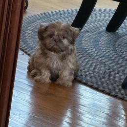 Cleo - Shih Tzu