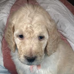 Girl 2 - Goldendoodle puppy in Ft White, Florida from Debra Guthrie's Doodles