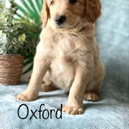 Goldendoodle Puppies from Orange Blossom Doodles