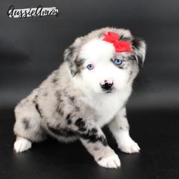 Skylar - Blue merle female Miniature Australian Shepherd puppy in Pinehurst, Texas from Aussie Amor