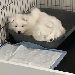 Samoyed Puppies from HaleStorm Samoyeds