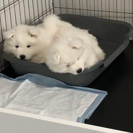 Samoyed Puppies from HaleStorm Samoyeds