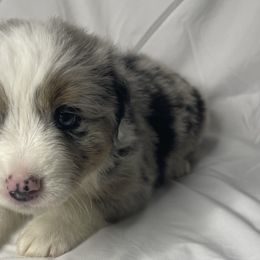 Duke - Blue merle Australian Shepherd puppy in Quinlan, Texas from Murphy Ranch Australian Shepherds