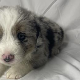 Duke - Blue merle Australian Shepherd puppy in Quinlan, Texas from Murphy Ranch Australian Shepherds