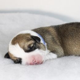 Boy 1 - Red Pembroke Welsh Corgi puppy in Roanoke, Alabama from Oak Leaf Circle Corgis