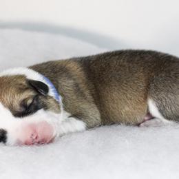 Boy 1 - Red Pembroke Welsh Corgi puppy in Roanoke, Alabama from Oak Leaf Circle Corgis