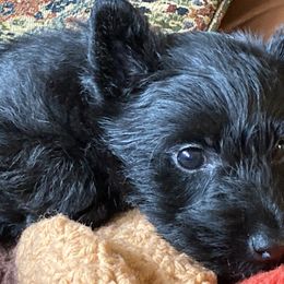 Scottish Terrier Puppies from Carnes Croft Scotties