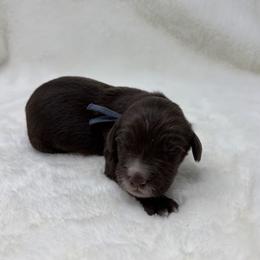 Boy 2 - male Goldendoodle puppy in Casselberry, Florida from My Little Doodle