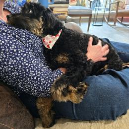 Prindy - Black female Australian Labradoodle puppy in Billings, Montana from Doodle Around