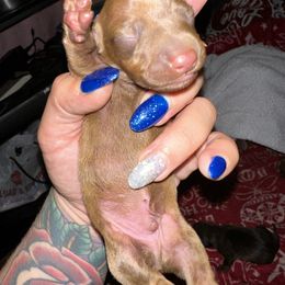 Dachshund Puppies from Autumns Dachshunds