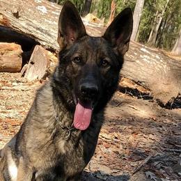 French Bulldogs and German Shepherds from Crossfire Elite Canines