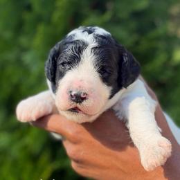 Ella - Parti female Poodle puppy in Dover, Delaware from Dogtastic Poodles
