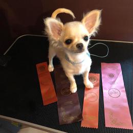 Chihuahua Puppies from Wild Prairie Chihuahuas